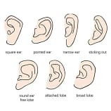 identify the shape of your outer ear