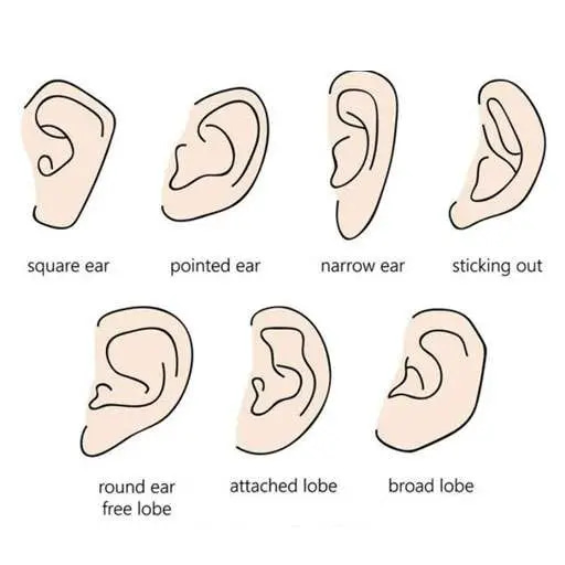 ear canal types and sizes
